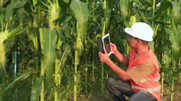 homem de engenharia verificando a fazenda de milho com tablet em campo, inovações de alta tecnologia e agricultura inteligente video
