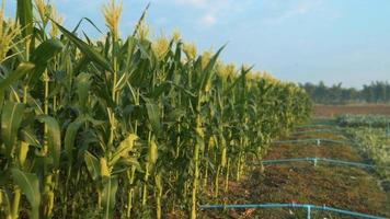 Hintergrund von Ackerland, Maisfeld. Smart-Farm-Konzept video