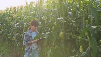 jeune agriculteur utilisant une tablette vérifiant la ferme, la ferme de maïs. concept de ferme intelligente video