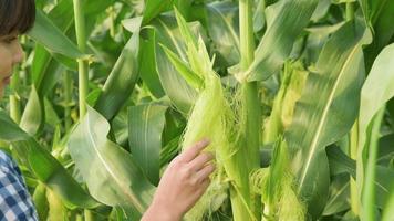 giovane agricoltore che utilizza tablet che controlla fattoria, fattoria di mais. concetto di fattoria intelligente video