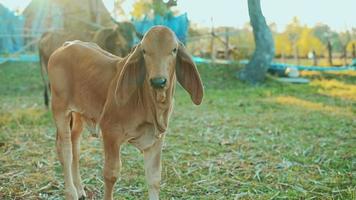 rebaño de vacas pastando en granja agrícola, concepto de agricultura video