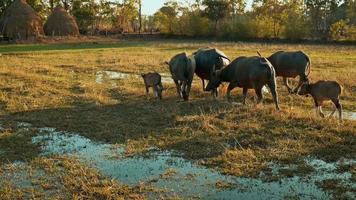 de kudde buffels keert 's avonds terug naar de buffelstal. video