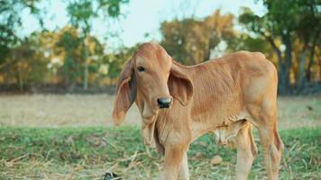 kudde koeien grazen in agrarische boerderij, landbouw concept video