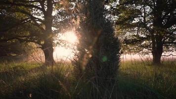solen skiner genom träden på en dimmig morgon