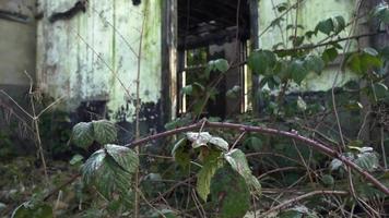 plantas recuperando uma casa abandonada video