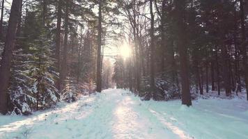 lindo sol brilha através de uma estrada florestal coberta de neve video