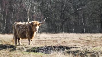 vaca de las tierras altas de pie en un campo abierto video