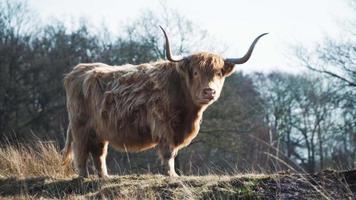 mucca dell'altopiano in piedi da sola video