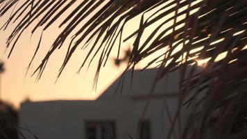 sol brilhando através de folhas de palmeira video