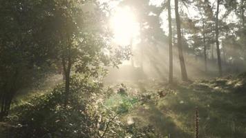 la luce del sole splende attraverso gli alberi durante l'alba video