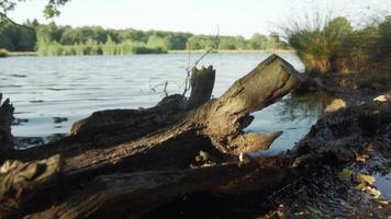 Waves hit driftwood in a river video