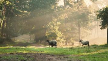 Sheep walking in early sunlight beams
