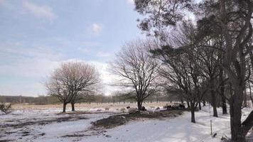 Sheep walking in a snowy area video