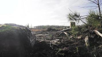 Rock on a black field with tree stumps video