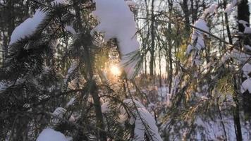 sol brilhando através dos galhos cobertos de neve video