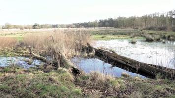 omgevallen bomen in het water video