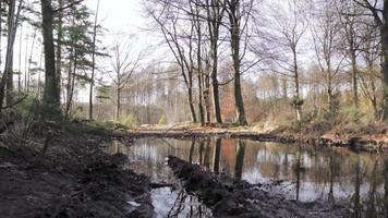 Bäume, die sich in einer Pfütze spiegeln video