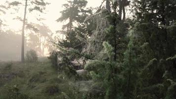 Spiderwebs hanging in a tree on an early morning video