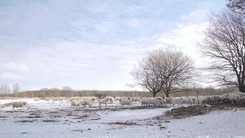 moutons marchant ensemble dans la neige video