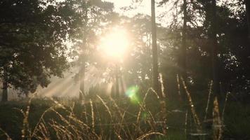 de zon schijnt door het bos op een mistige ochtend video