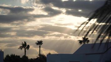 Waving palmtrees during sunset video