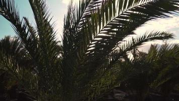 o sol brilha através das folhas de palmeira