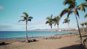 palmera en una playa de arena video