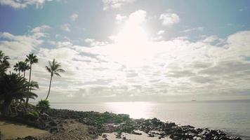 palmbomen waaiend in de wind met uitzicht op de zee video