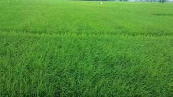 aria che soffia nel campo di riso in una giornata di sole. campo di riso verde. video