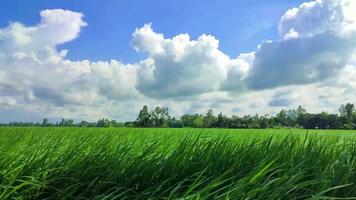 Air blowing in the rice field on sunny day. Green rice field. video