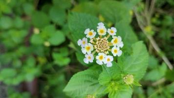 Lantana camara is a species of flowering plant within the verbena family, native to the American tropics. video