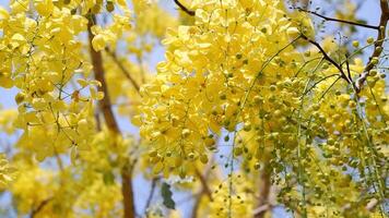 Golden shower tree Cassia fistula is Blooming on tree with Blue sky and Sunlight.