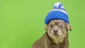 o cão senta-se em um fundo verde em um chapéu de malha. cachorro em um chapéu quente video