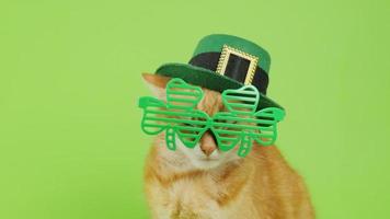 día de San Patricio. gato rojo con gafas de duende y un sombrero se sienta sobre un fondo verde. el gato de las gafas de patrick. 4k video