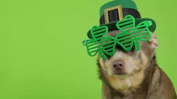 Patrick's Day. A dog in a leprechaun hat sits on a green background. Dog with Patrick's glasses. 4K
