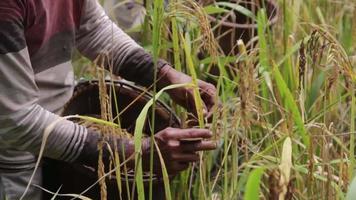 qualcuno che sta raccogliendo la risaia di montagna nel Kalimantan orientale, in Indonesia video