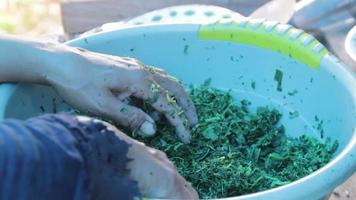 préparer des plats indonésiens traditionnels, des pousses de manioc, des aliments verts video