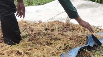 alguém secando arroz recém-colhido, sob o sol quente, cultura asiática video