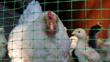 uma galinha cercada por pintinhos olhando através de uma malha de plástico verde. avicultura. pássaro em uma gaiola. video