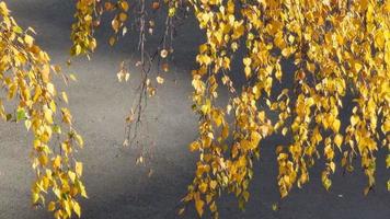 gula björklöv utvecklas i vinden mot bakgrund av svart asfalt. varma höstdagar. video
