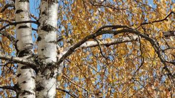 bouleau en gros plan d'automne avec des feuilles jaunes contre un ciel bleu. video