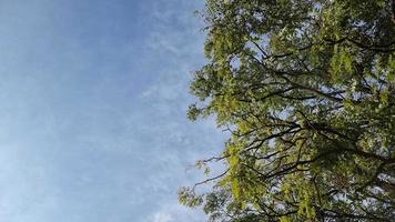 The branches of a large acacia develop in a light summer breeze, a tree against a sky with clouds. Bottom view. Backdrop video