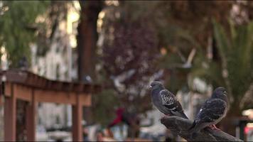 pigeons faisant face dans deux directions perchés à une hauteur dans les images du parc video