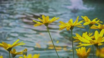 foto de carro de flores amarillas margaritas cerca del agua de la piscina. video