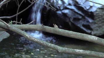 agua que fluye detrás de la rama de un árbol de otoño video