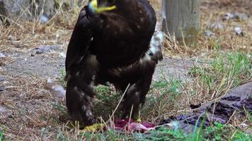 águia dourada comendo sua presa e assistindo filmagens video