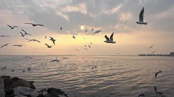 tiro em câmera lenta de gaivotas voando no pôr do sol de inverno