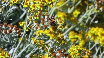 polen de enjambre de insectos en la margarita margarita video