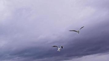 toma en cámara lenta de gaviotas volando en las imágenes del cielo gris video