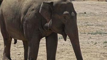 elefante solitário procurando comida nas filmagens do zoológico